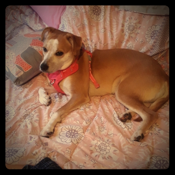 Tops - Puppy Break!